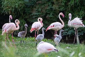 Der Kindergarten der Flamingos